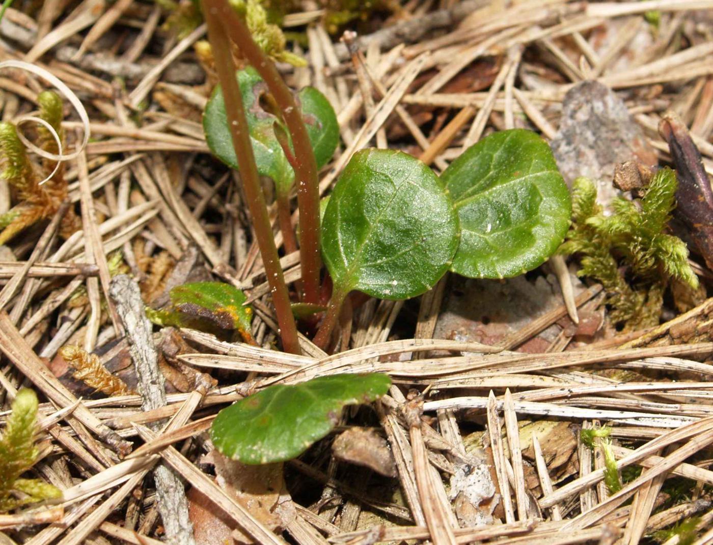 Wintergreen, Pale-green leaf
